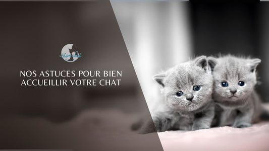 Nos astuces pour bien accueillir votre chat