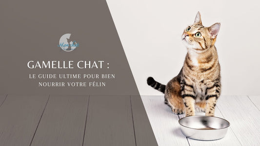 gamelle-chat