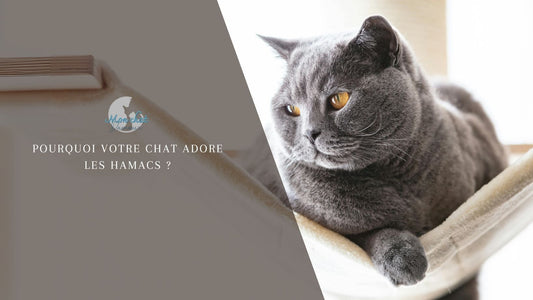hamac-chat