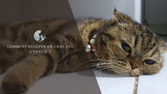 Comment occuper un chat qui s'ennuie ?