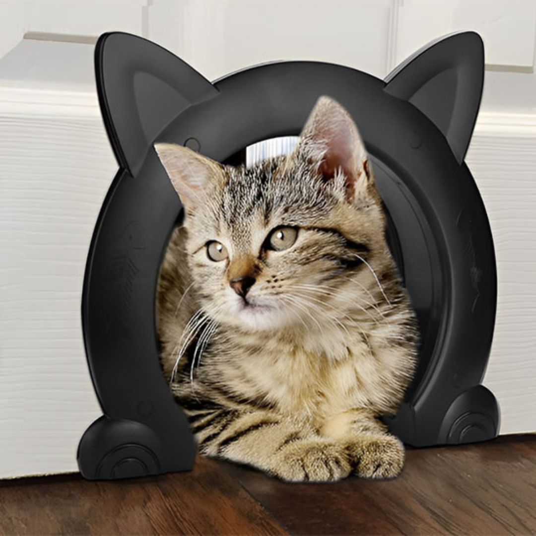 chatiere-chaton