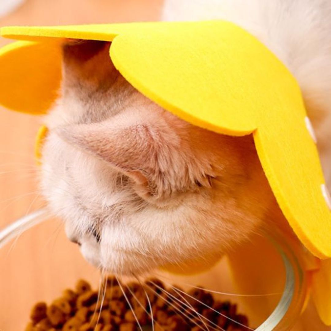 Collerette chat | Florabelle™