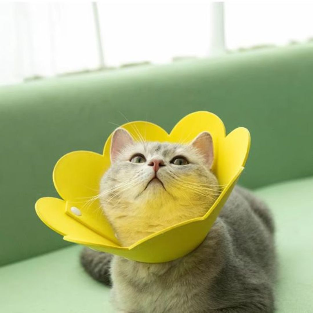 Collerette chat | Florabelle™