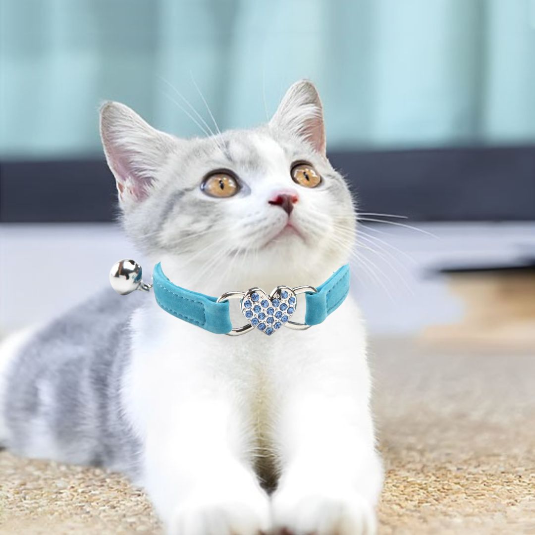 collier-chat-bleu