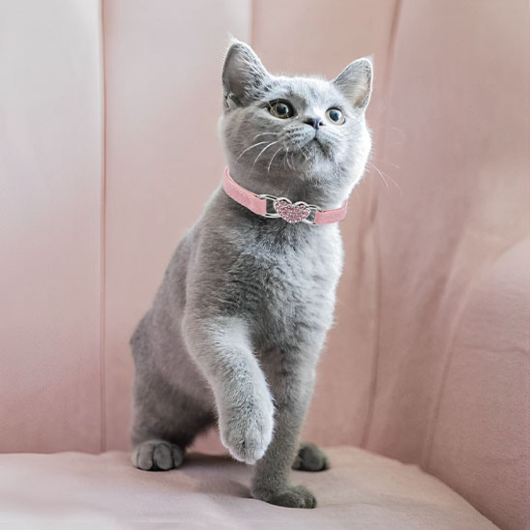 collier-chat-chaton