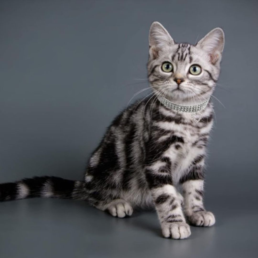 collier-chat-chaton