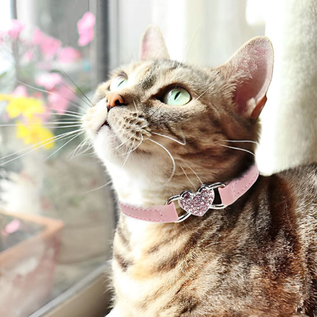 collier-chat-coeur-brillant