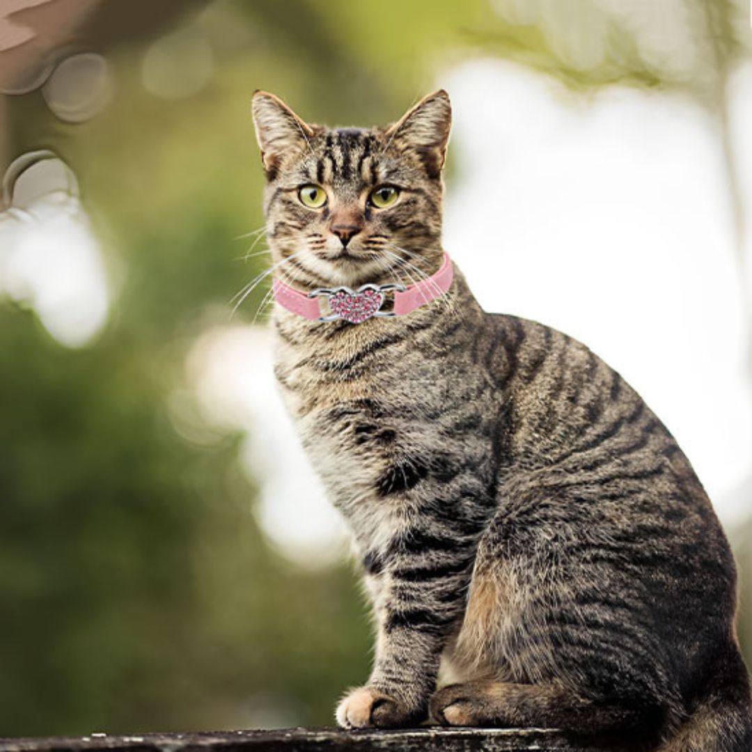 collier-chat-confort