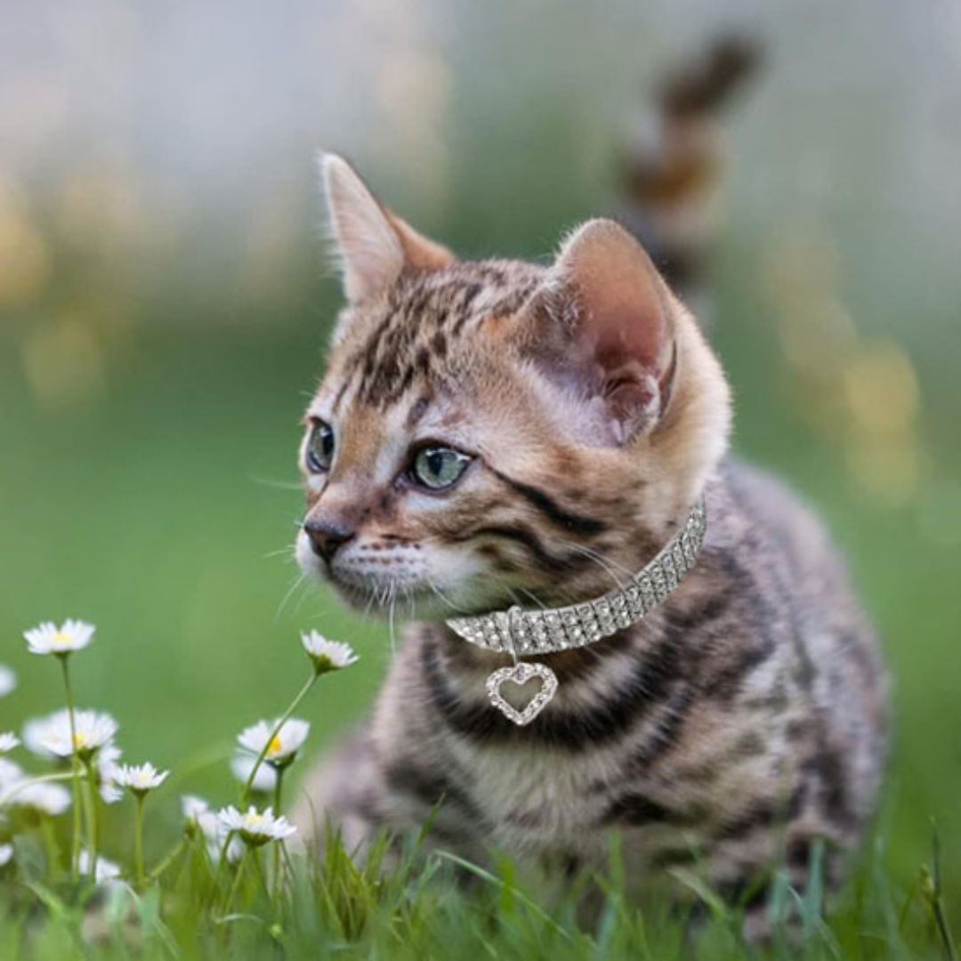 collier-chat-elegant