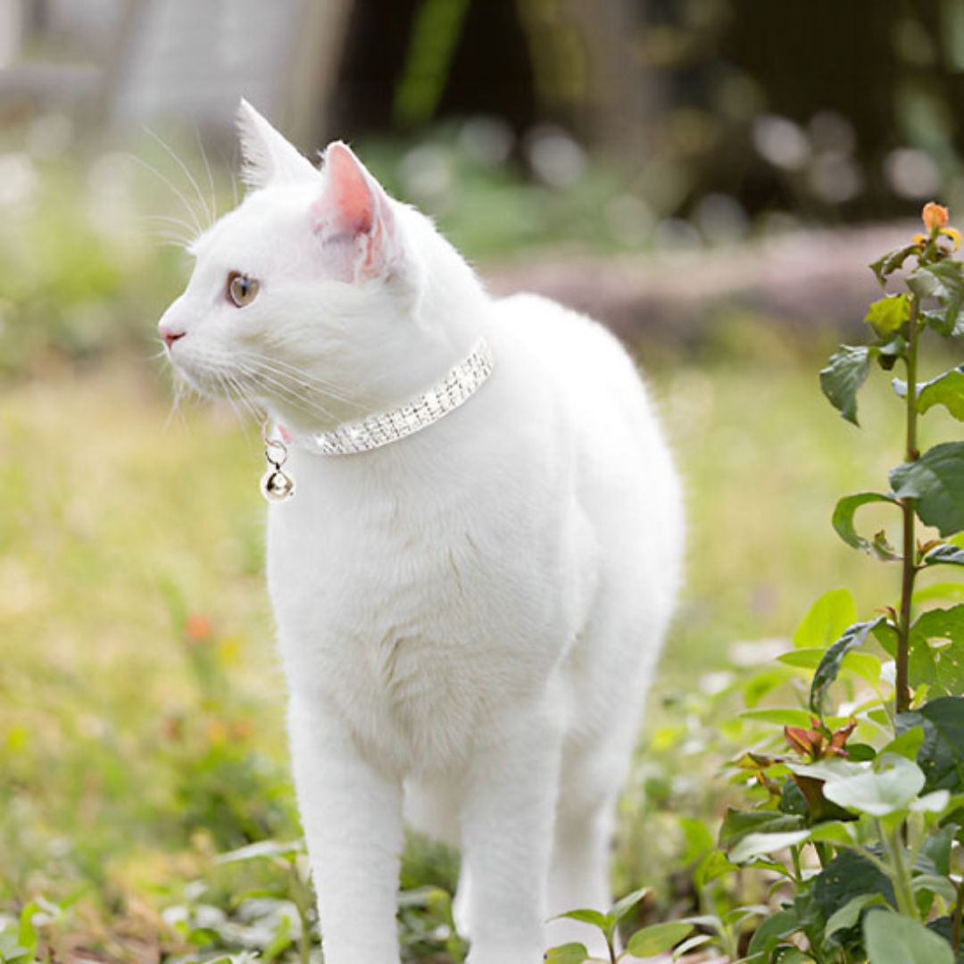 collier-chat-exterieur