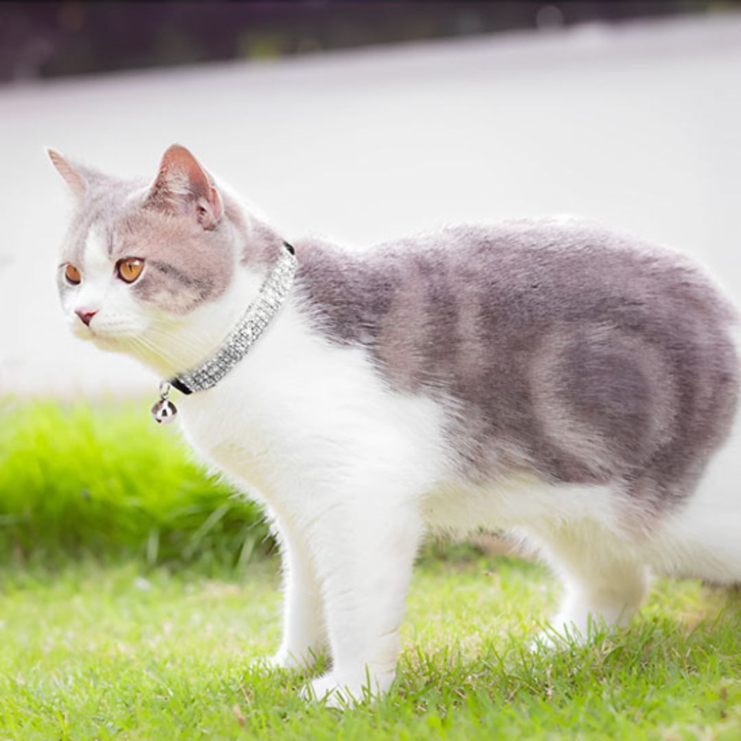 collier-chat-marche