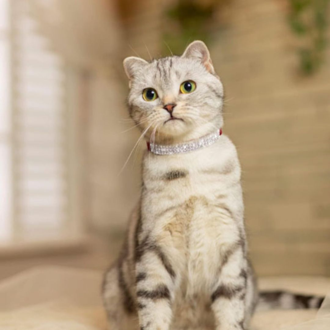 collier-chat-rouge