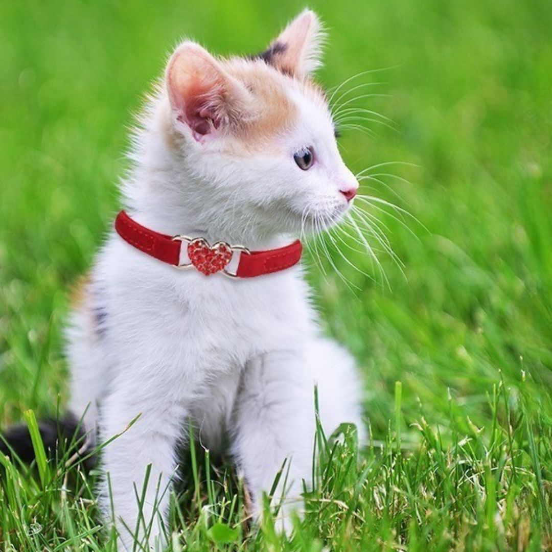collier-chat-rouge