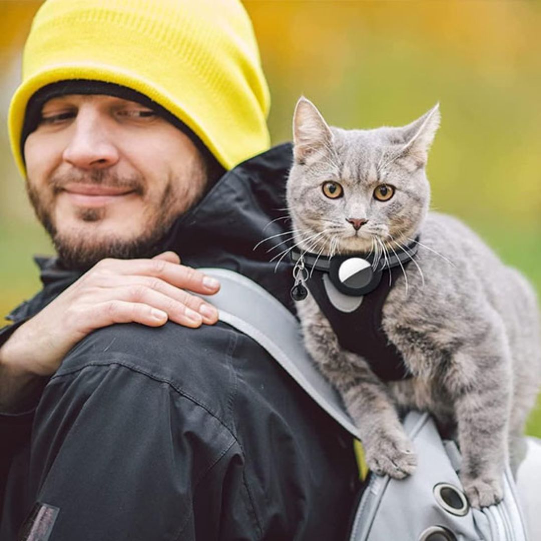 collier-pour-chat-aventure