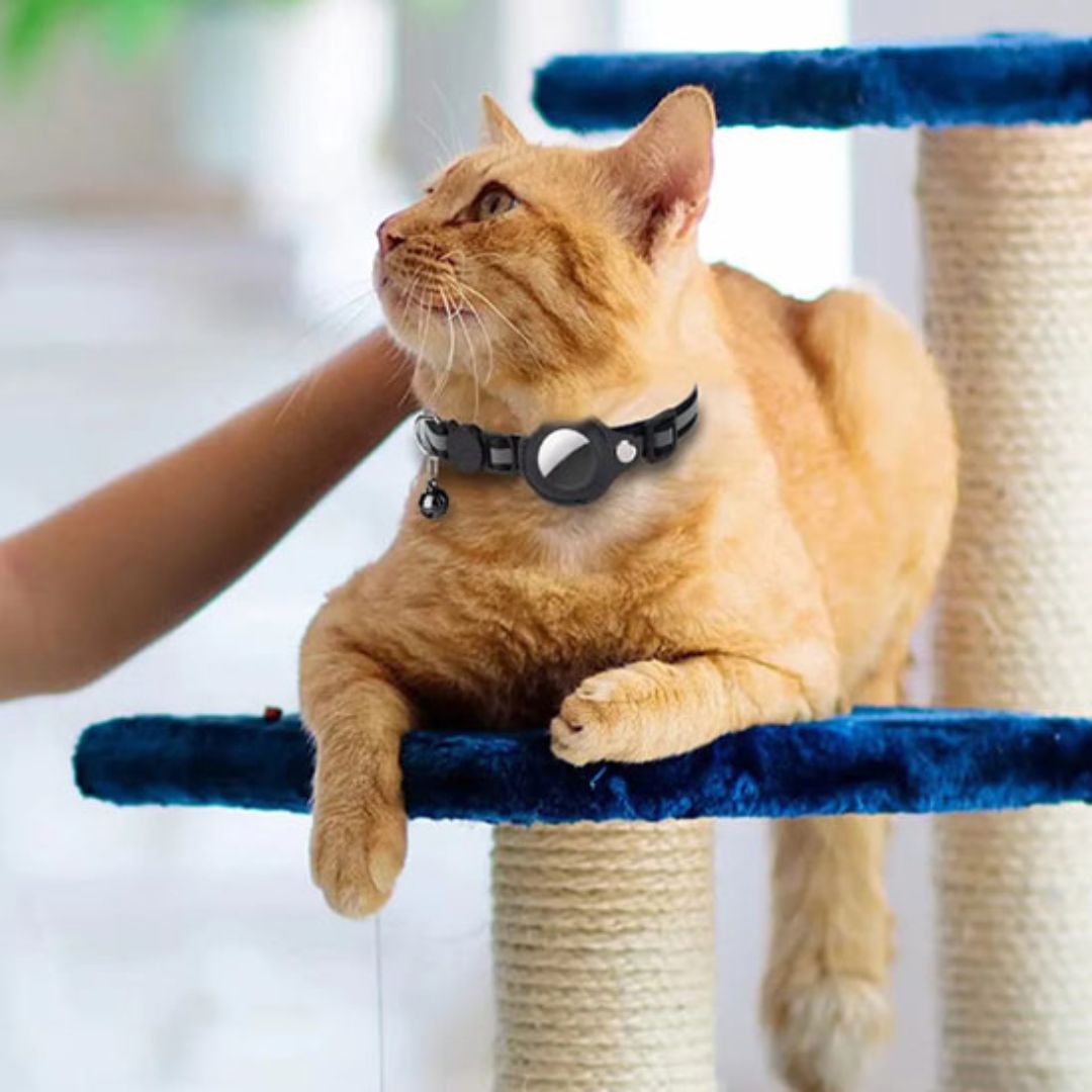 collier-pour-chat-confort