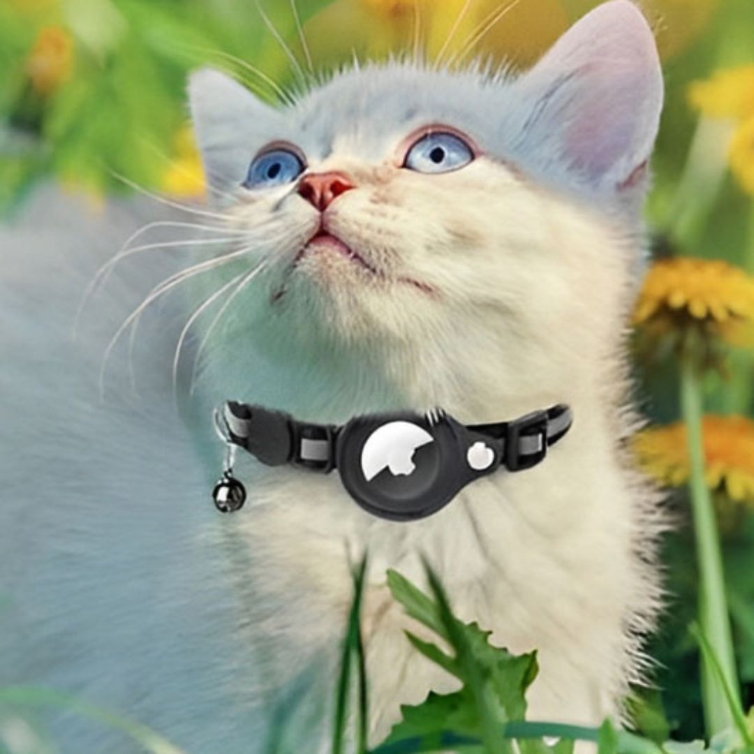 collier-pour-chat-regard