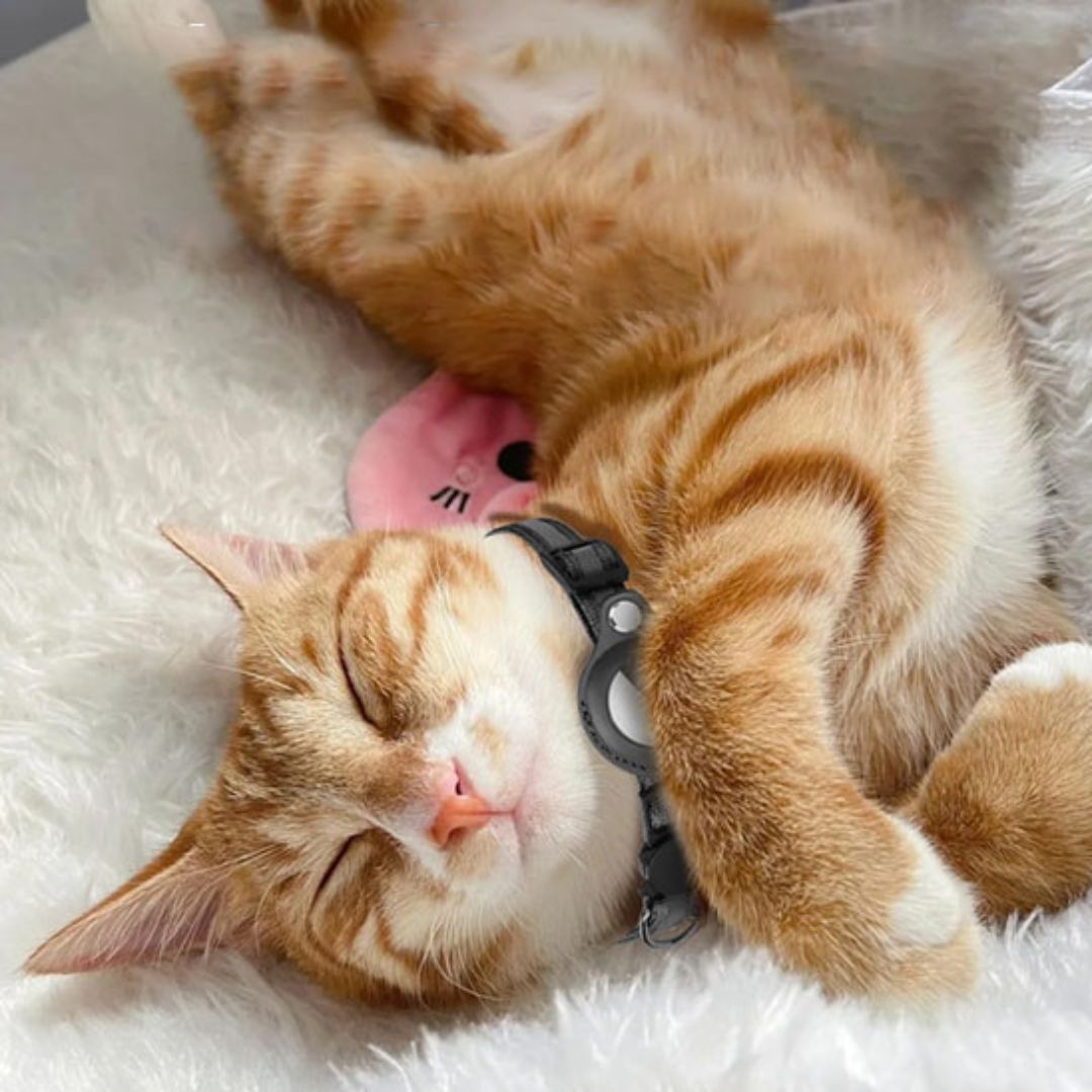 collier-pour-chat-securite