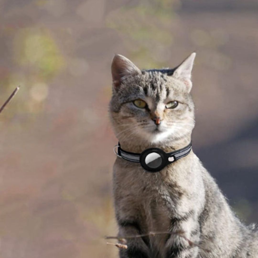 collier-pour-chat-traceur