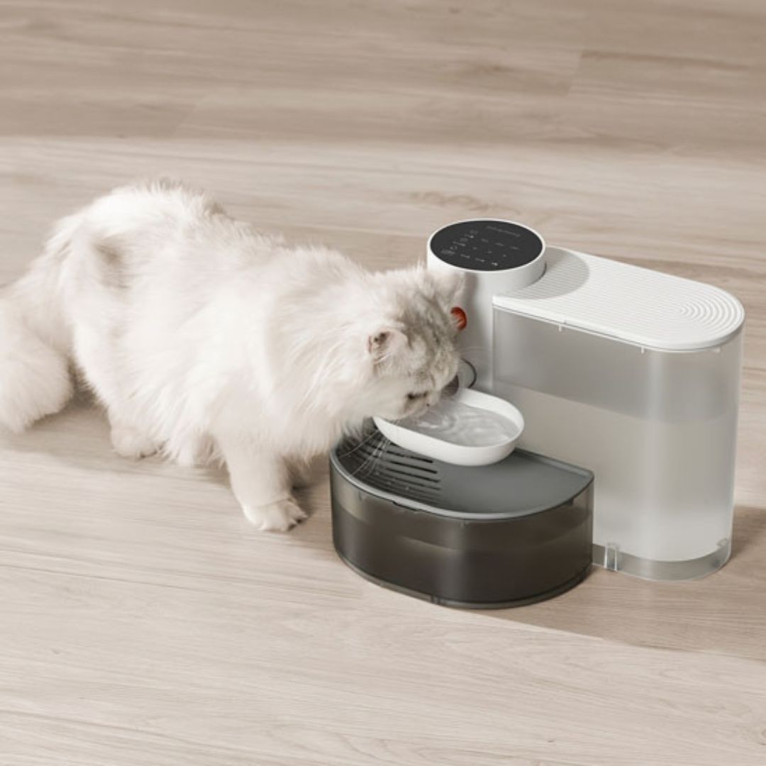 fontaine-a-eau-chat-boire