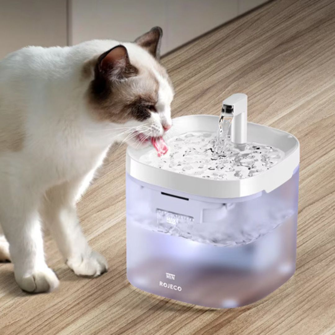 fontaine-a-eau-chat-hydratation