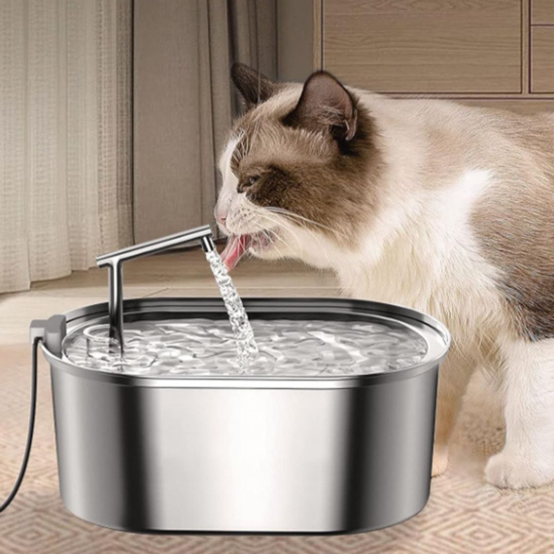 fontaine-a-eau-chat-hydratation