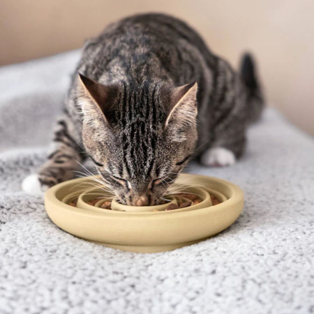 gamelle-anti-glouton-chat-nourrir