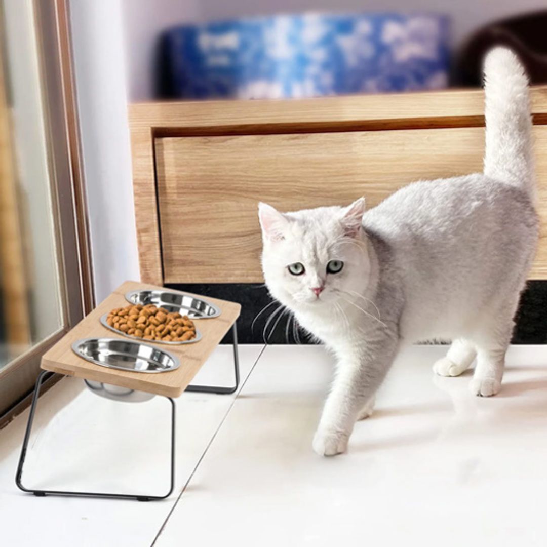gamelle-chat-angle