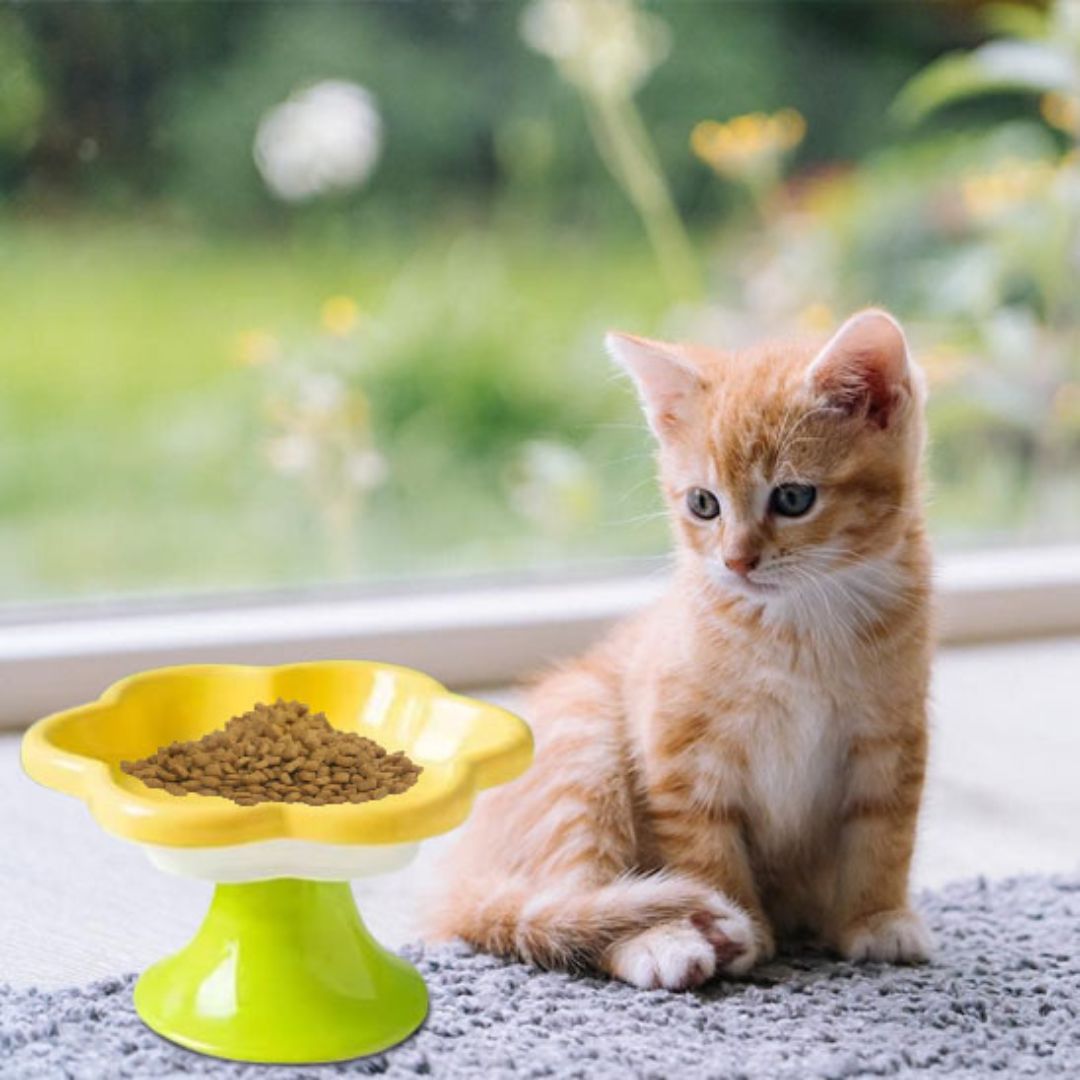 gamelle-chat-chaton