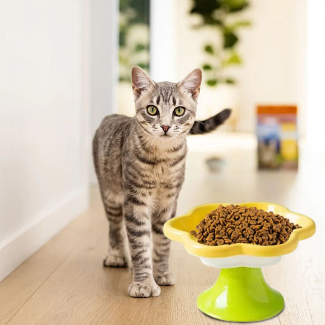 gamelle-chat-jaune