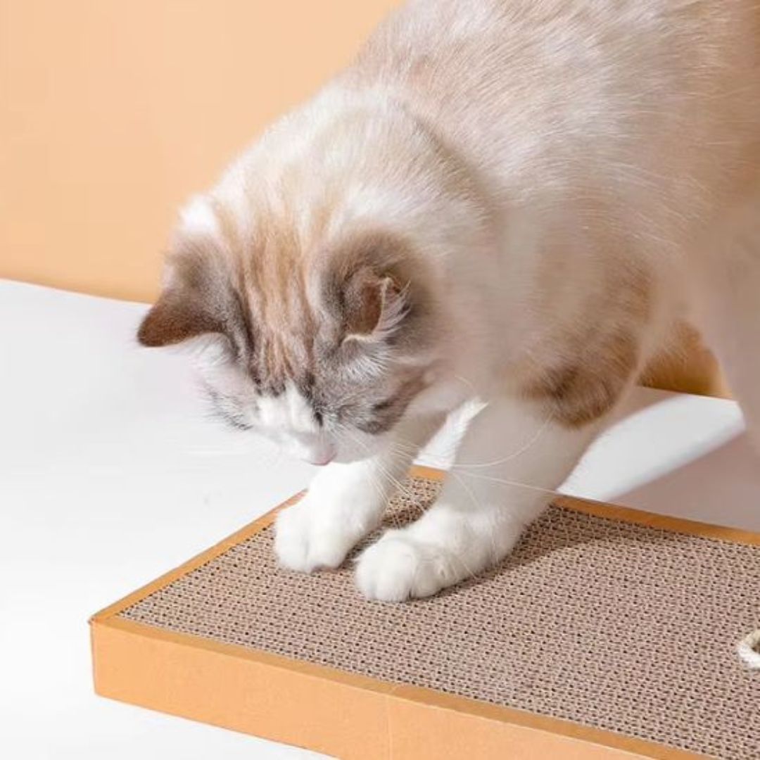 griffoir-chat-griffade