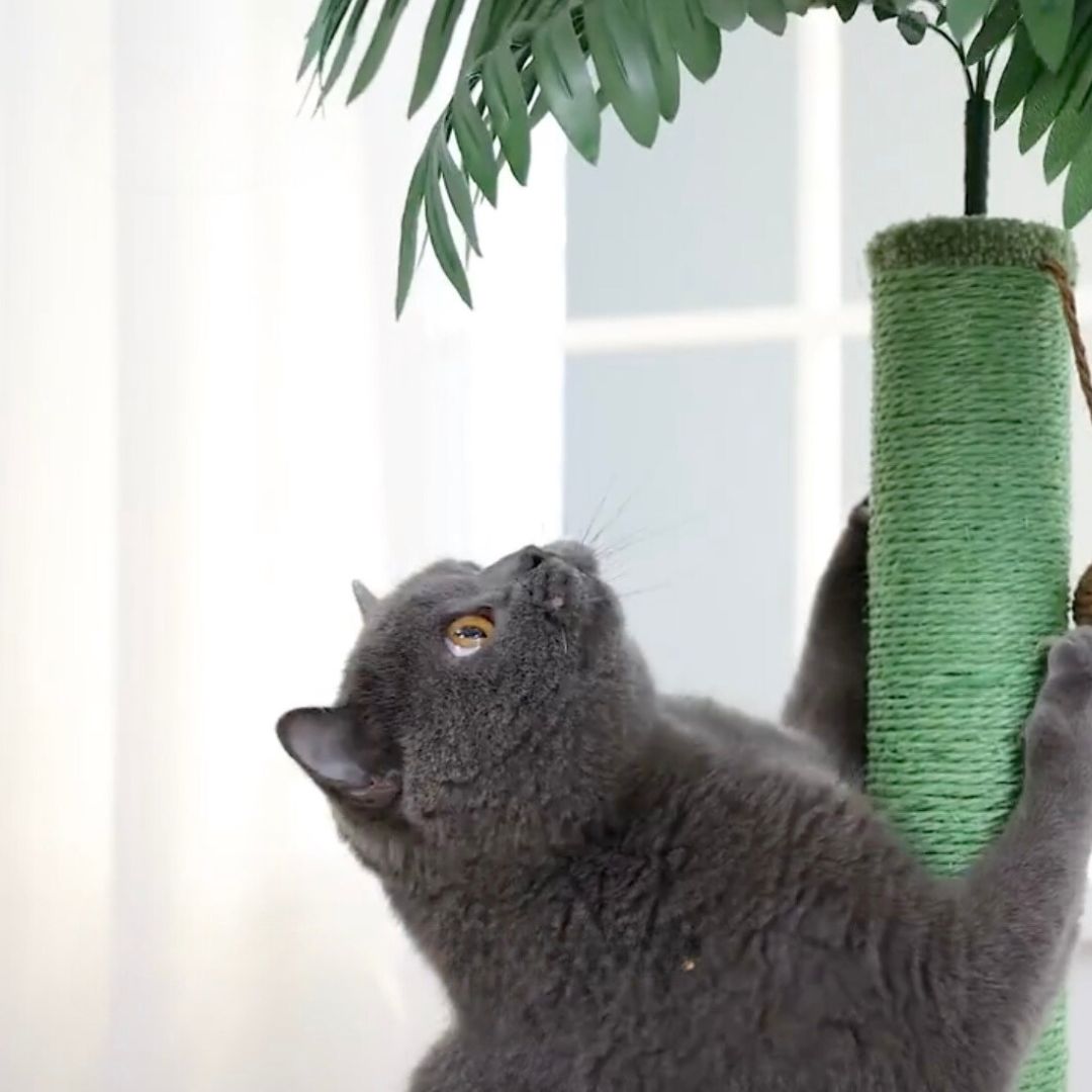 griffoir-chat-grimper