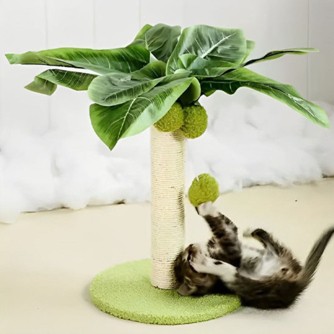 griffoir-pour-chat-jeu