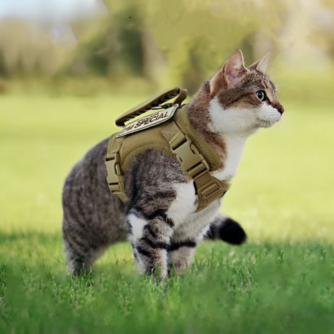 harnais-pour-chat-balade