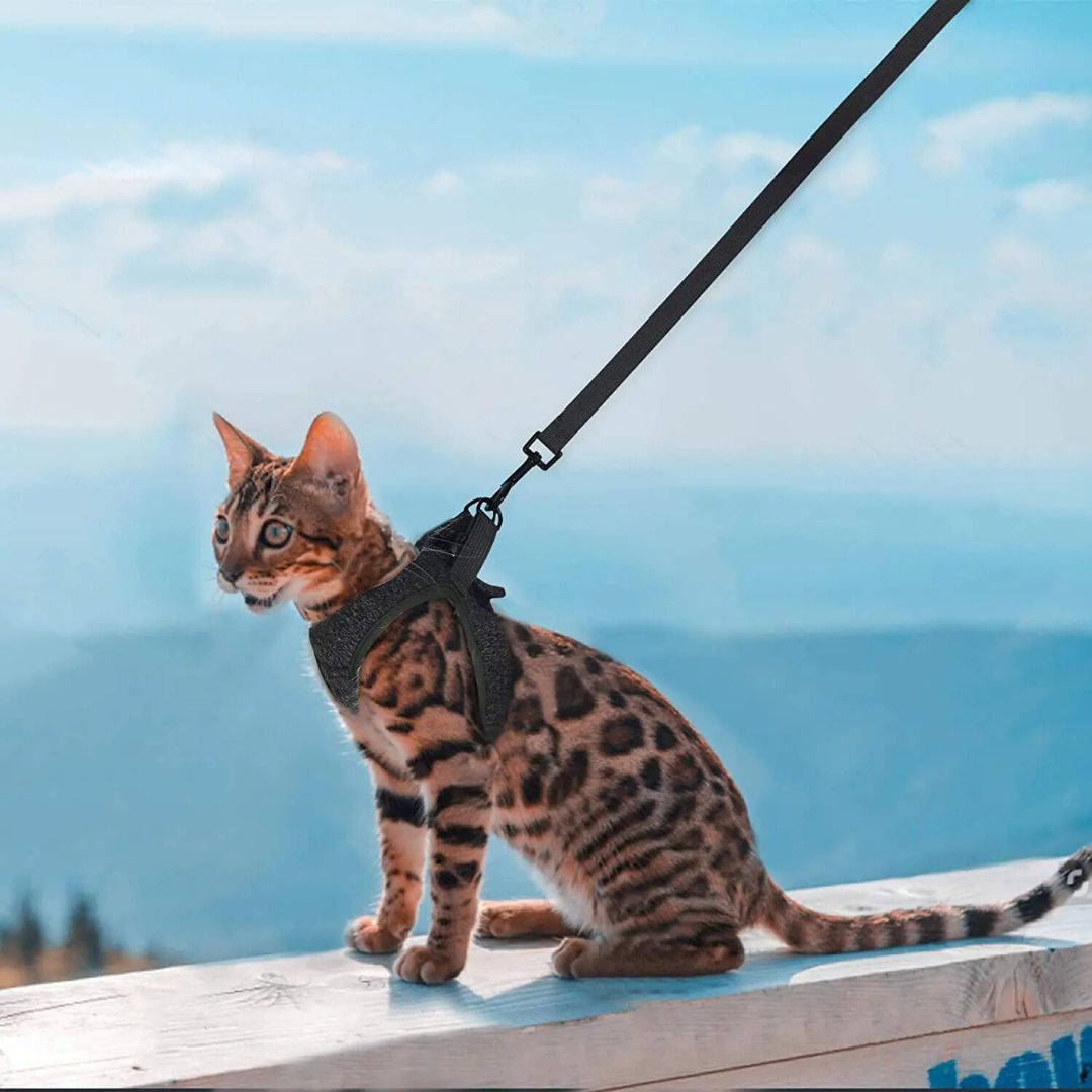 harnais-pour-chat-exterieur