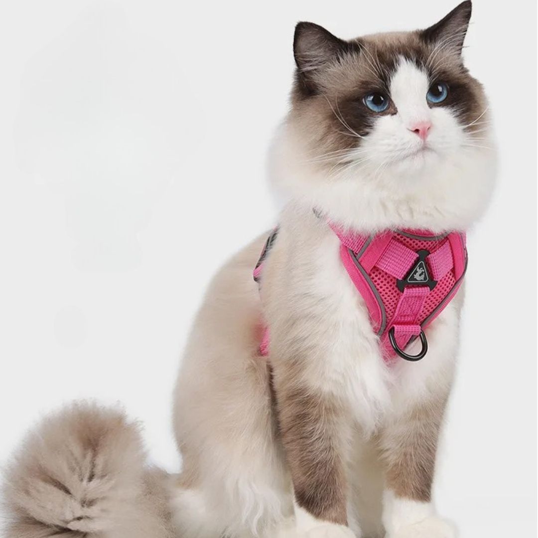 Harnais chat | ChicBalade™