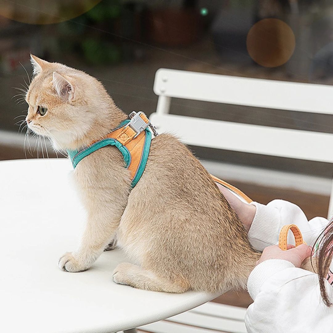 harnais-pour-chat-table