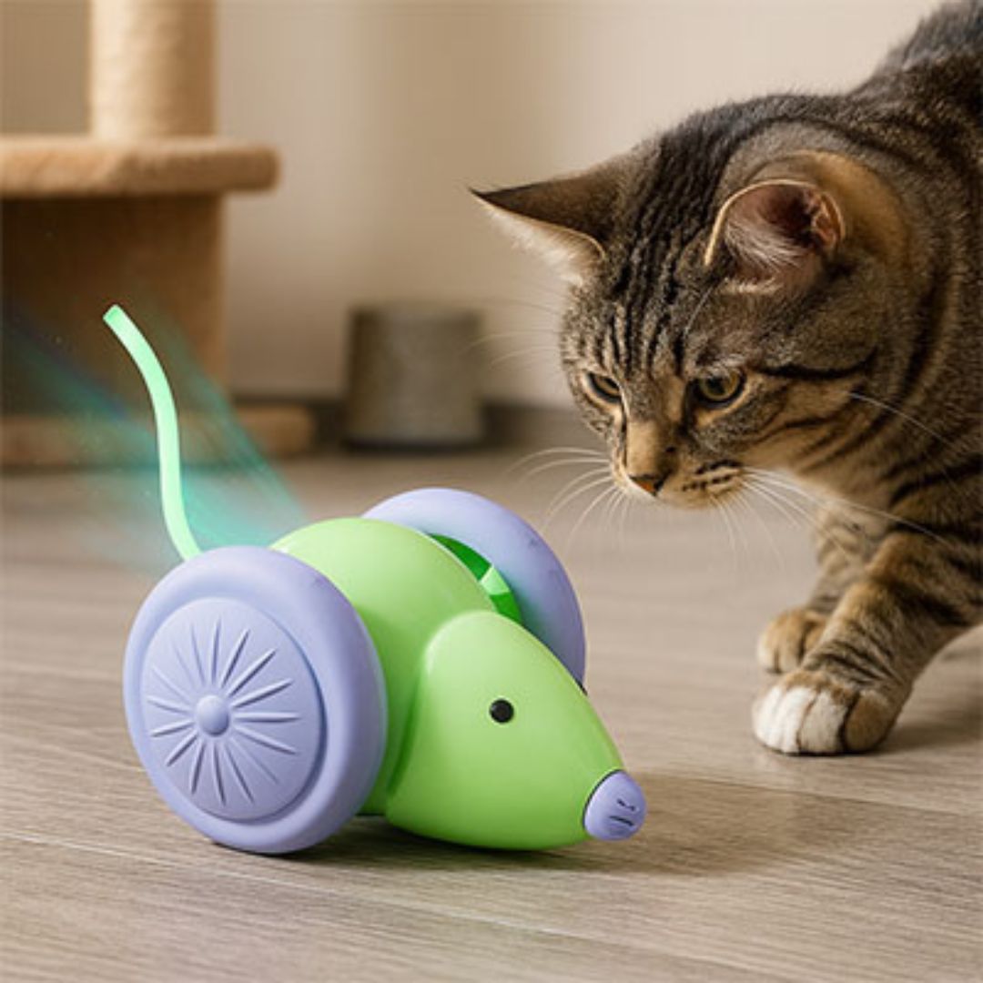 jouet-chat-intearactif-vert