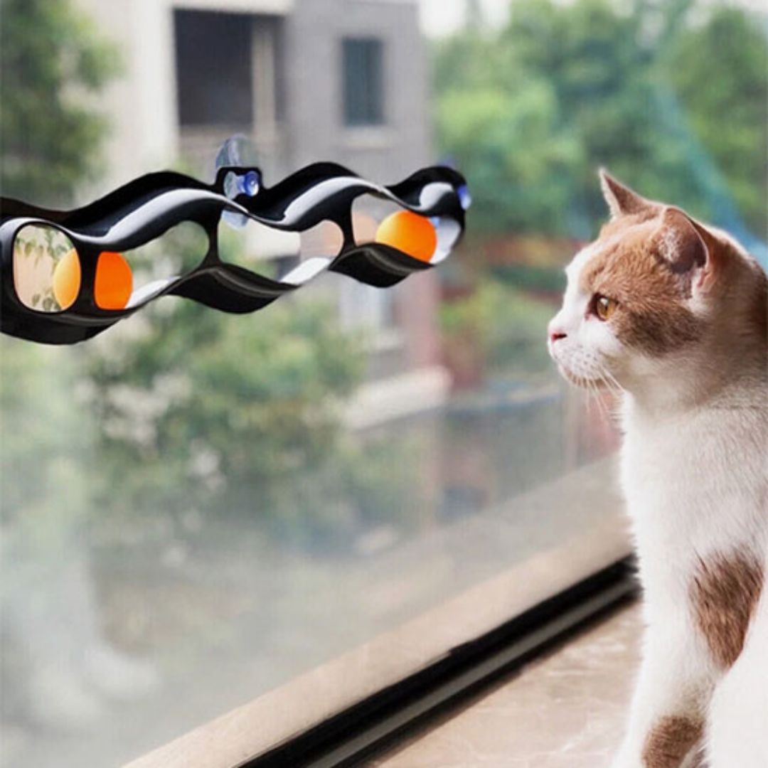 jouet-chat-regard