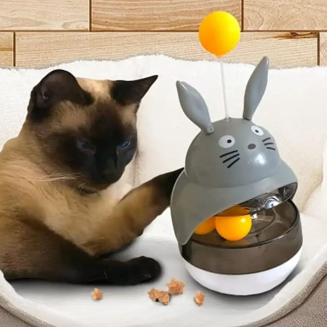 jouet-pour-chat-chaton