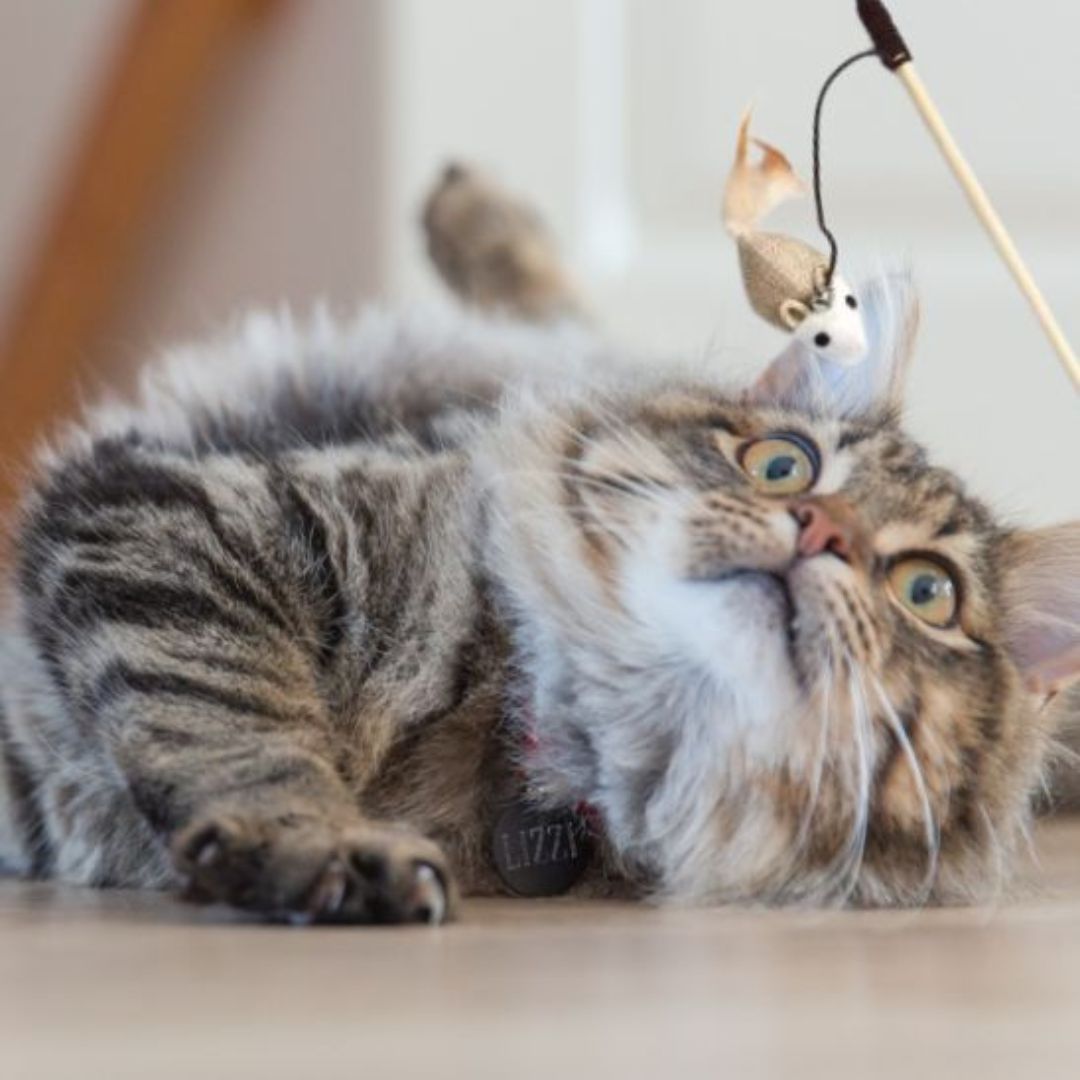 jouet-pour-chat-souris