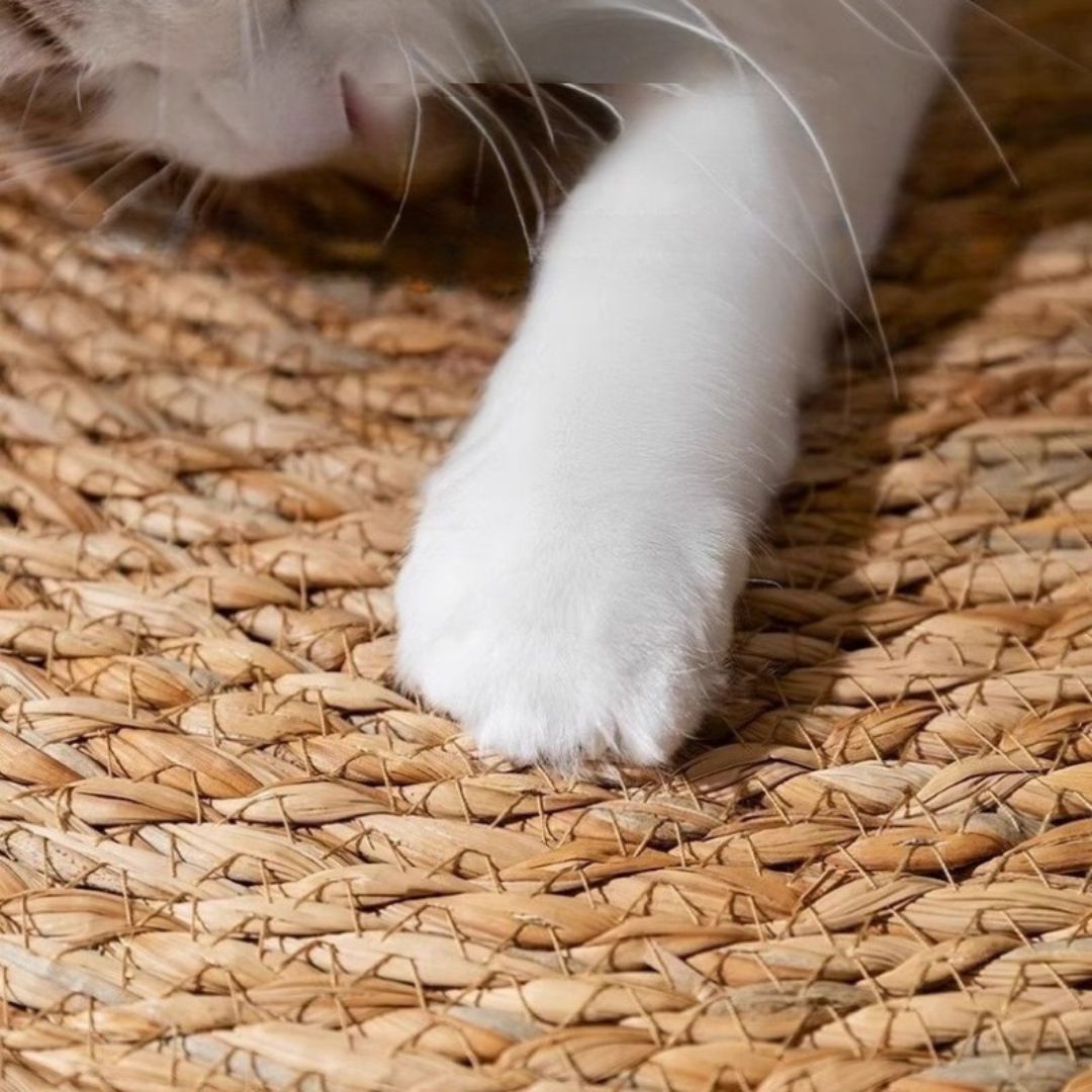 tapis-griffoir-chat-patte