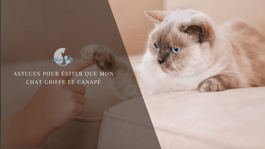 Astuces pour éviter que mon chat griffe le canapé