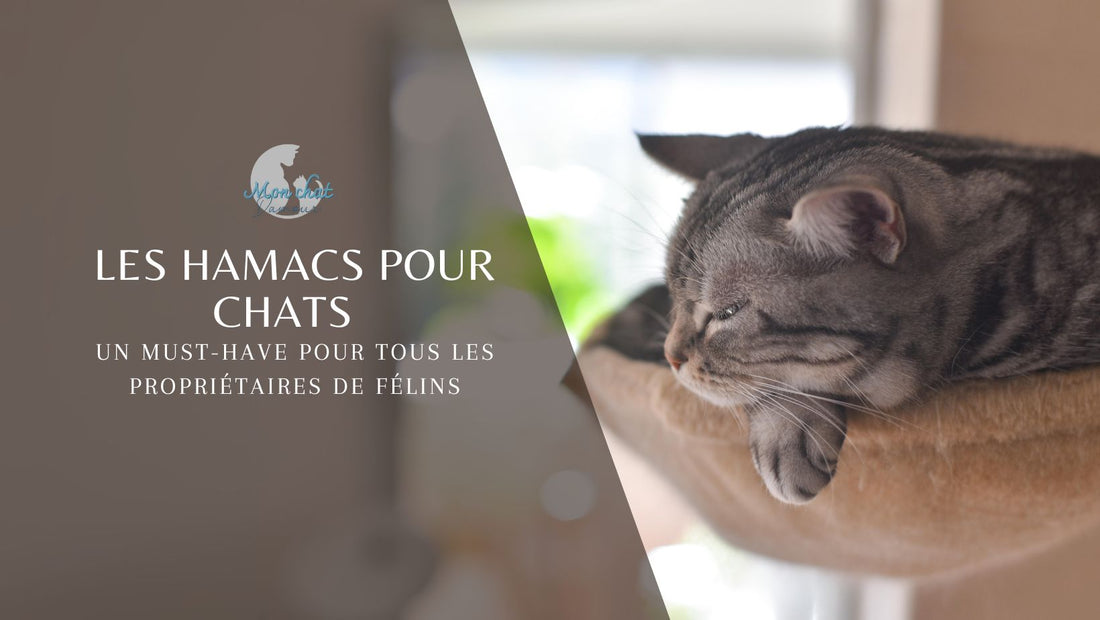 hamac-chat