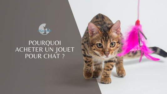 Pourquoi acheter un jouet pour chat ?