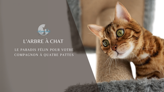 arbre-à-chat