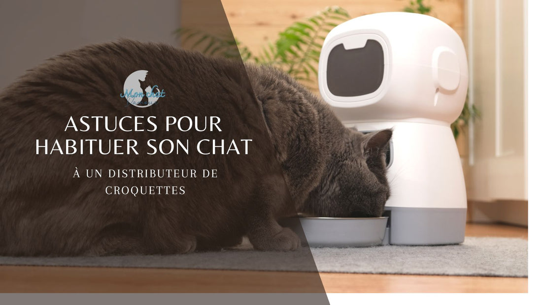 disributeur-de-croquettes-pour-chat