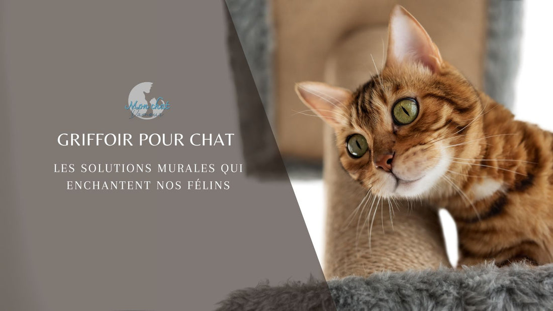 griffoir-chat