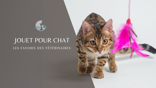 jouet-pour-chat