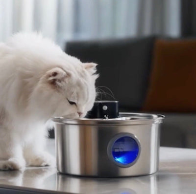 fontaine-a-eau-chat