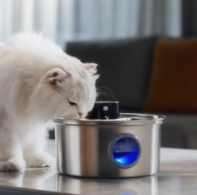 fontaine-a-eau-chat